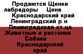 Продаются Щенки лабрадоры  › Цена ­ 10 000 - Краснодарский край, Ленинградский р-н, Ленинградская ст-ца Животные и растения » Собаки   . Краснодарский край